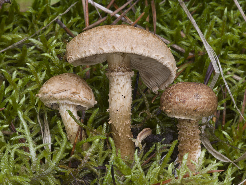 Inocybe terrigena